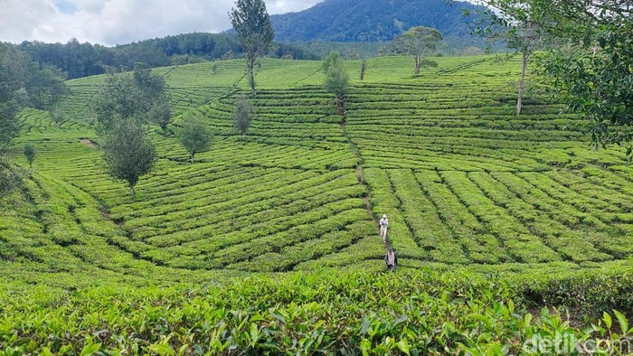 Kebun Teh Sukawana di Parongpong, Kabupaten Bandung Barat