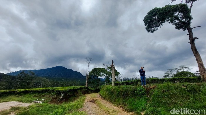 Kebun Teh Sukawana di Parongpong, Kabupaten Bandung Barat