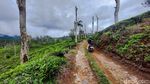 Pesona Hamparan Kebun Teh di Sukawana Bandung Barat