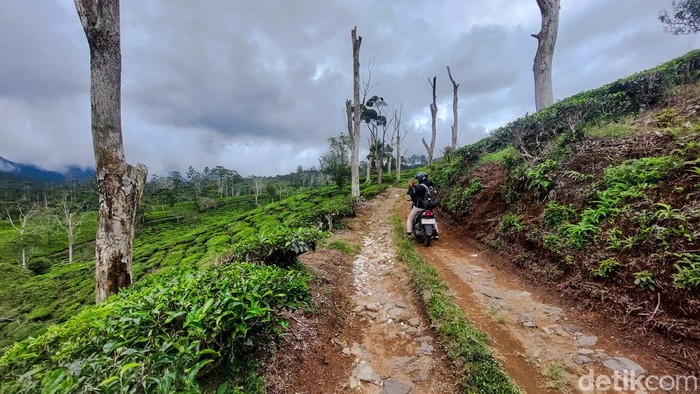Kebun Teh Sukawana di Parongpong, Kabupaten Bandung Barat Kebun Teh Sukawana di Parongpong, Kabupaten Bandung Barat