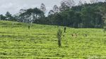 Pesona Hamparan Kebun Teh di Sukawana Bandung Barat