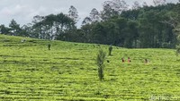 Jangan bayangkan rute kendaraan di sepanjang jalan perkebunan teh mulus seperti jalan raya. Tentunya, permukaan jalan berbatu dengan ukuran yang besar. Setiap pengendara mesti berhati-hati saat melintas.