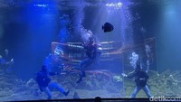 Pengurus Akuarium Indonesia Pangandaran Daffa Aryo mengatakan untuk menunjukkan rasa toleransi, pihak pengelola aquarium memilih merayakan Imlek dengan momen yang berbeda. Ada pertunjukan kungfu show dan bagi-bagi angpao.