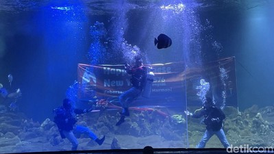 Ciaat.. Begini Aksi Kungfu Dalam Air di Aquarium Indonesia