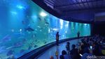 Ciaat.. Begini Aksi Kungfu Dalam Air di Aquarium Indonesia