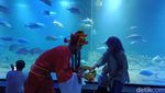 Ciaat.. Begini Aksi Kungfu Dalam Air di Aquarium Indonesia