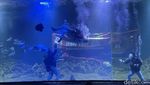 Ciaat.. Begini Aksi Kungfu Dalam Air di Aquarium Indonesia