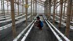 Melihat Budi Daya Melon Hidroponik di Ngawi