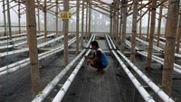 Petani berusia 29 tahun tersebut memanfaatkan sistem hidroponik berkelanjutan dan menanam bibit melon impor jenis Sweet D atau Sweet Net untuk menghemat air serta menghasilkan buah yang berkualitas dengan produksi per panen berkisar 1,4 ton.  