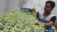 Yohan Satria memeriksa pertumbuhan bibit tanaman melon di Pusat Hidroponik Ngawi, Jawa Timur, Rabu (29/1/2025).