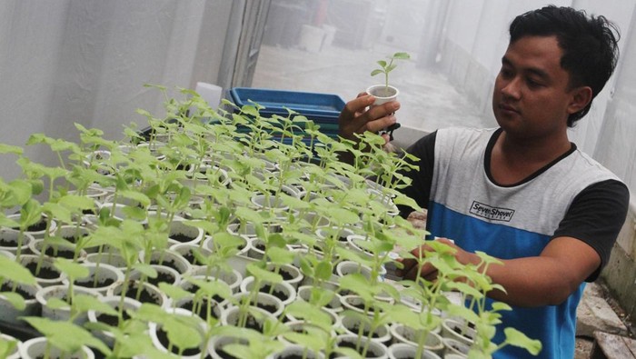 Melihat Budi Daya Melon Hidroponik di Ngawi Seorang petani Yohan Satria memeriksa pertumbuhan bibit tanaman melon yang dibudidayakan dengan pertanian hidroponik di Pusat Hidroponik Ngawi, Jawa Timur, Rabu (29/1/2025). Petani berusia 29 tahun tersebut memanfaatkan teknologi pertanian sistem hidroponik berkelanjutan dan menanam bibit melon impor jenis Sweet D atau Sweet Net untuk menghemat air serta menghasilkan buah yang berkualitas dengan produksi per panen berkisar 1,4 ton di lahan seluas 400 meter persegi. ANTARA FOTO/Ari Bowo Sucipto/YU