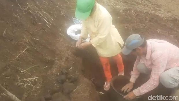 Petani Lereng Bromo Temukan 1 Kuintal Koin Kuno Saat Hendak Tanam Kubis