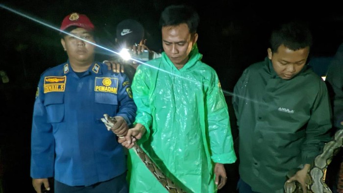 Petugas Sektor Cileungsi Damkar Kabupaten Bogor mengevakuasi ular Sanca sepanjang 3 meter. Foto: Damkar Bogor.