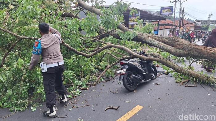Pohon tumbang di ruas Jalan Cirebon-Kuningan.