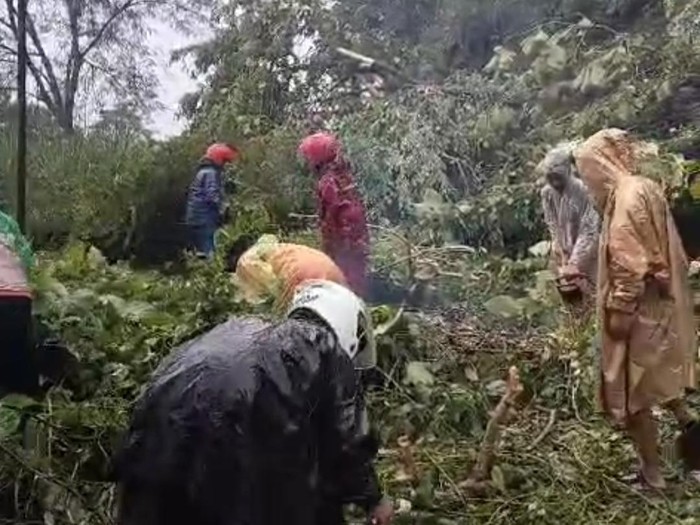 Pohon tumbang hingga menutupi badan jalan Solo-Pacitan di kawasan hutan Gunung Pegat Kecamatan Nguntoronadi, Kabupaten Wonogiri, Rabu (29/1/2025) siang.