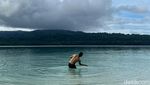 Pulau Peucang yang Cantik juga Sepi, Pas buat Libur Panjang Kali Ini