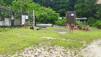 Tak hanya itu, di kawasan Pulau Peucang bisa ditemukan satwa darat yang hidup bebas, seperti rusa, monyet, banteng, burung merak. Hewan-hewan itu tak akan mengganggu waktu liburan kita.