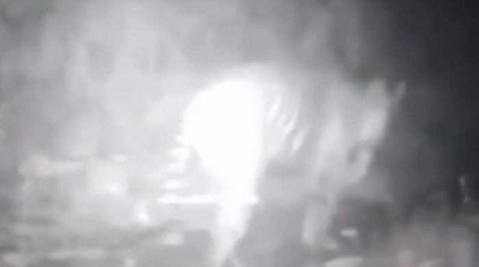 Rekaman video penampakan harimau muncul di Agam, Sumbar. (Istimewa)