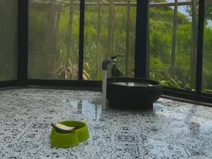 Rumah Hutan Dodit Mulyanto