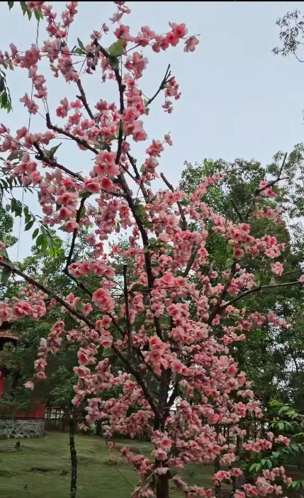 Taman sakura Tawangmangu