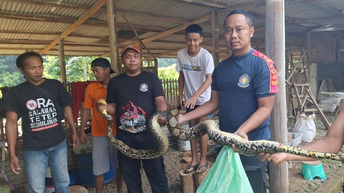 Tim Damkar saat evakuasi ular di Nanggulan, Kulon Progo, DIY, Rabu (29/1/2025).