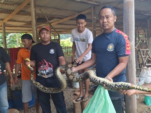 Jegagik! Ular Piton 4 Meter Ditangkap Hendak Mangsa Bebek di Kulon Progo