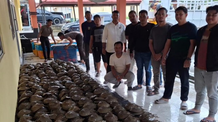 Belangkas yang diamankan polisi (Dok Ist)