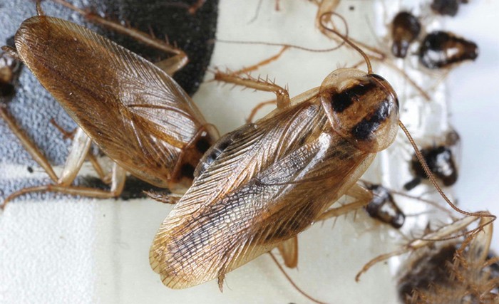 Blattella germanica (kecoa Jerman).