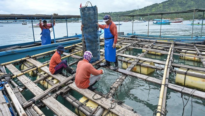 Budi daya mutiara air laut Autore di Lombok Wisatawan memakai perhiasan mutiara yang dijual di gerai pusat budidaya kerang mutiara air laut Autore di Desa Malaka, Kecamatan Pemenang, Tanjung, Lombok Utara, NTB, Kamis (30/1/2025). Autore membudidayakan mutiara air laut jenis Pinctada maxima di lima lokasi wilayah perairan NTB yang dalam setahun menghasilkan 300 ribu biji mutiara untuk diekspor ke Australia dengan rata-rata nilai ekspor Rp120 milyar hingga Rp150 milyar per tahun. ANTARA FOTO/Ahmad Subaidi/rwa.