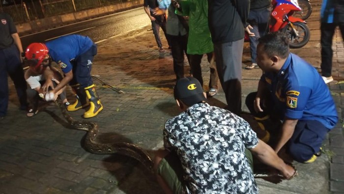 Damkar Jakut mengevakuasi ular sanca 4 meter yang menyeberang di Jalan Pluit Patra, pada Rabu (29/1/2025) malam.