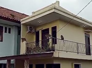 Viral Gerombolan Monyet Serbu Perumahan di Bekasi Bikin Takut Warga
