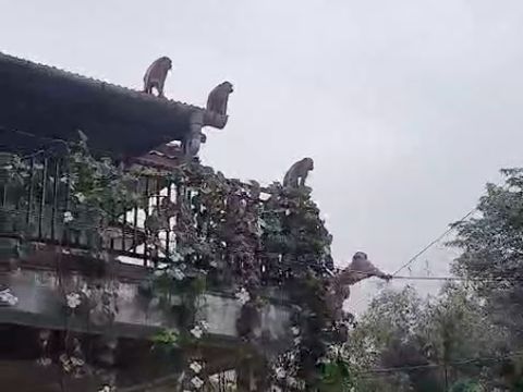 Gerombolan monyet masuk ke perumahan di Kota Bekasi, Jawa Barat (Jabar). Aktivitas warga tersebut membuat warga ketakutan. (dok Istimewa)