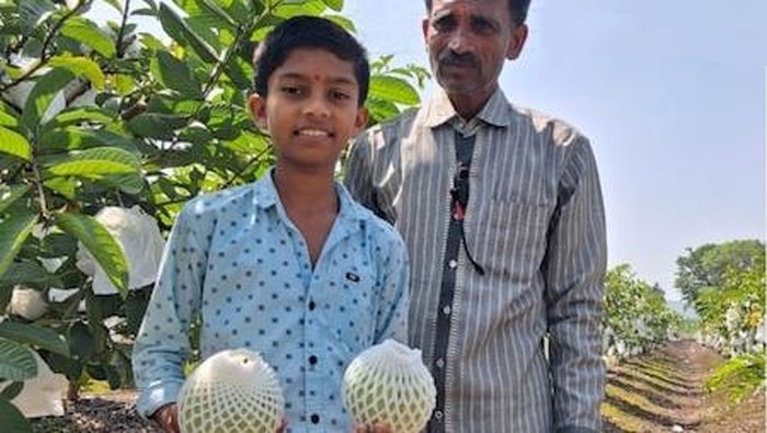 kisah sukses petani jambu biji