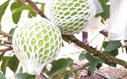 kisah sukses petani jambu biji