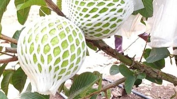 kisah sukses petani jambu biji