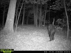 Jangan Lihat Sendiri, Jejak Foto yang Tertangkap Kamera Ini Buat Merinding