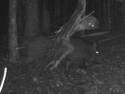 Jangan Lihat Sendiri, Jejak Foto yang Tertangkap Kamera Ini Buat Merinding