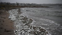 Ikan mati tersebut, sebagian besar ikan haring dan ikan sprat, pertama kali dilaporkan pada hari Selasa di daerah sekitar fasilitas renang musim dingin Hanko dan pantai Regattaranta.