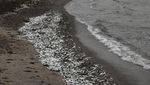 Jutaan Ikan Mati Muncul di Pantai Finlandia