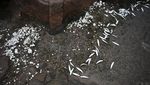 Jutaan Ikan Mati Muncul di Pantai Finlandia