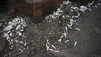 Kemunculan jutaan ikan mati itu bertepatan dengan munculnya zat putih tak dikenal di sepanjang garis pantai sepanjang 20 kilometer.