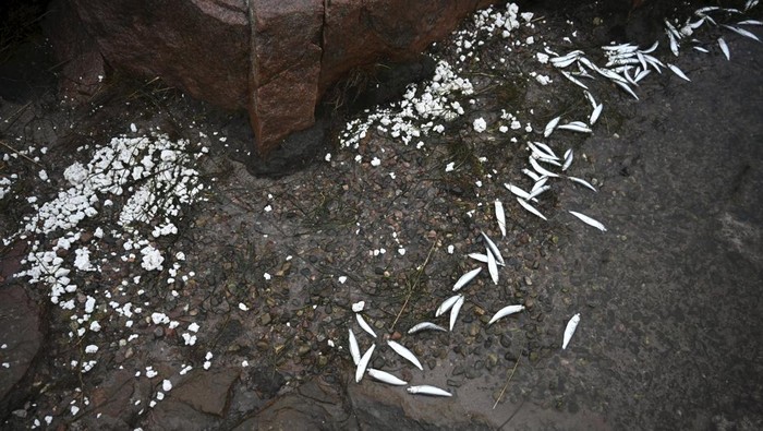 A large number of dead fish washed up on the beach in Hanko, Southern Finland January 29, 2025. Lehtikuva/Markku Ulander via REUTERS ATTENTION EDITORS - THIS IMAGE WAS PROVIDED BY A THIRD PARTY. NO THIRD PARTY SALES. NOT FOR USE BY REUTERS THIRD PARTY DISTRIBUTORS. FINLAND OUT. NO COMMERCIAL OR EDITORIAL SALES IN FINLAND.