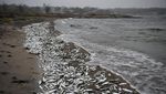 Jutaan Ikan Mati Muncul di Pantai Finlandia