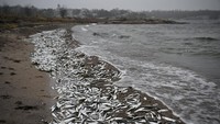 Otoritas Pangan Finlandia sedang menganalisis sampel ikan untuk menentukan penyebab kematian, termasuk kemungkinan keracunan.