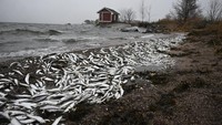 Sejumlah besar ikan mati terdampar di pantai di Hanko, Finlandia Selatan, Kamis (29/1/2025).