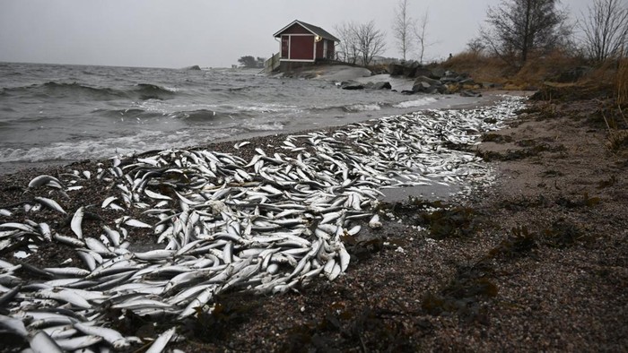 Jutaan Ikan Mati Muncul di Pantai Finlandia A large number of dead fish washed up on the beach in Hanko, Southern Finland January 29, 2025. Lehtikuva/Markku Ulander via REUTERS ATTENTION EDITORS - THIS IMAGE WAS PROVIDED BY A THIRD PARTY. NO THIRD PARTY SALES. NOT FOR USE BY REUTERS THIRD PARTY DISTRIBUTORS. FINLAND OUT. NO COMMERCIAL OR EDITORIAL SALES IN FINLAND.