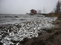 Jutaan Ikan Mati Muncul di Pantai Finlandia