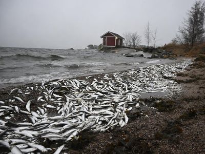 Jutaan Ikan Mati Muncul di Pantai Finlandia