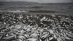 Jutaan Ikan Mati Muncul di Pantai Finlandia