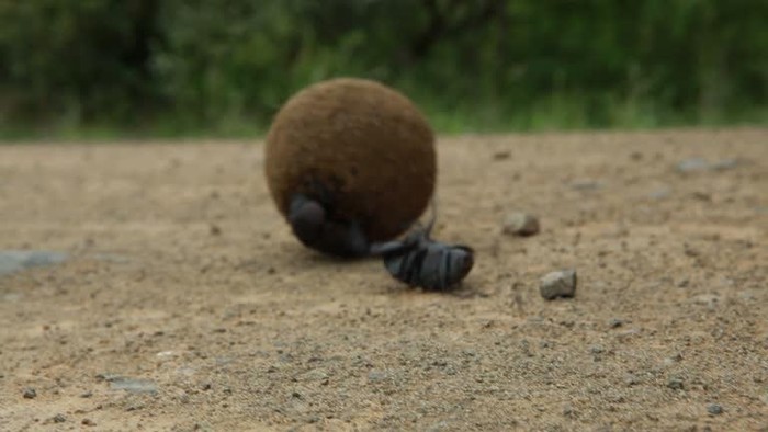 Kumbang kotoran menggulung bola kotoran.